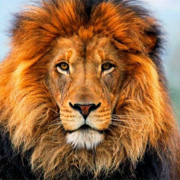 Profile Picture of Daniel Vasilev (@danielvasilev12) on Poshmark