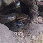 Profile Picture of Herpeto em Pauta (@herpeto_empauta) on Instagram