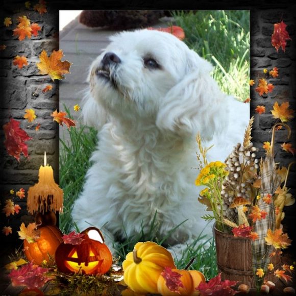 Profile Picture of Renee Baumiller (@cinnanene) on Poshmark