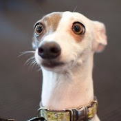 Profile Picture of Jeremy Haddad (@jeremyhaddad7332) on Youtube