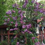 Profile Picture of Andrea Mccormack (@mccormack.andrea) on Instagram