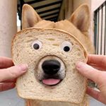 Profile Picture of Shawn LIU (@shawnliu42) on Instagram