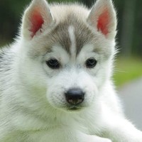 Profile Picture of Michael Pallante (@michael-pallante-1) on Quora