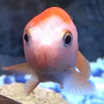 Profile Picture of KindPort (@KyleLundquist98) on Twitter