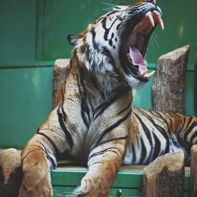 Profile Picture of Kristian Bojilov (@KristianBojilov) on Twitter