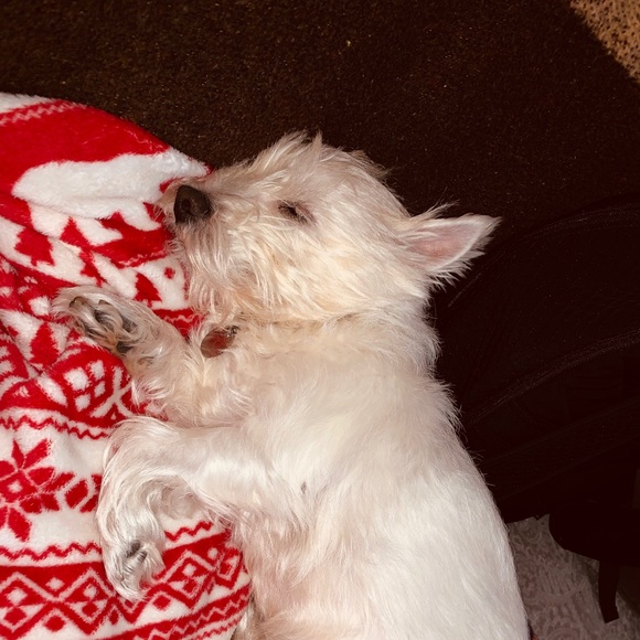 Profile Picture of Alyssa Strimple (@lys_strimp) on Poshmark