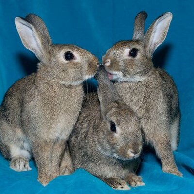 Profile Picture of LA Rabbit Foundation (@LARabbits) on Twitter