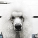 Profile Picture of www.susandunstan.com (@broadwaypoodles) on Instagram