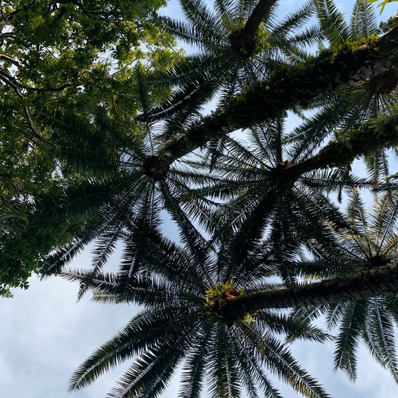 Profile Picture of Mackenzie Macdonald (@mackenziemac781) on Poshmark