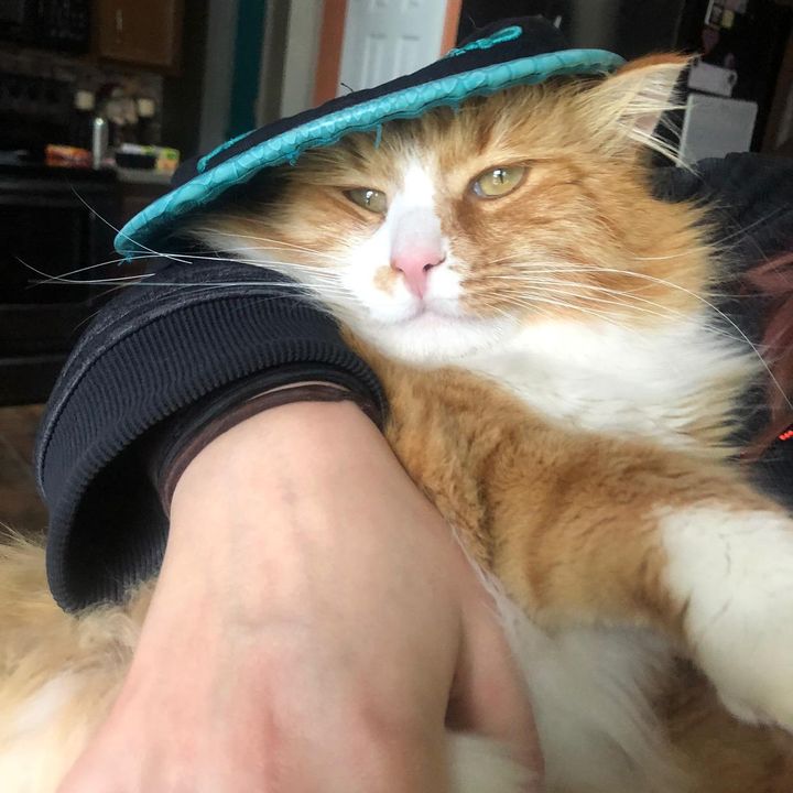 Profile Picture of John Chrisman (@@bigorangethekitty1976) on Tiktok