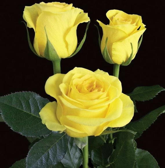 Profile Picture of Dawn brown Brown (@dawnbrown1319) on Poshmark