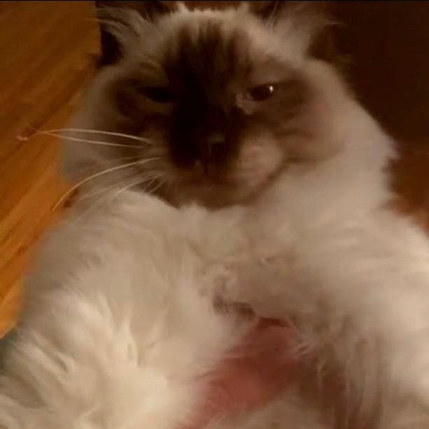 Profile Picture of Chris Giordano (@@chrisgiordano_) on Tiktok