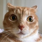 Profile Picture of Mars the Cat (@ginger_cat_mars) on Instagram