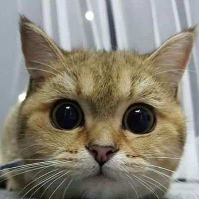 Profile Picture of TonyHa (@TonyHa56801014) on Twitter