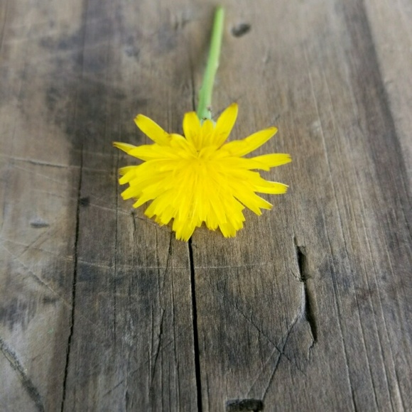 Profile Picture of Chasity Miller (@iposhcmiller27) on Poshmark