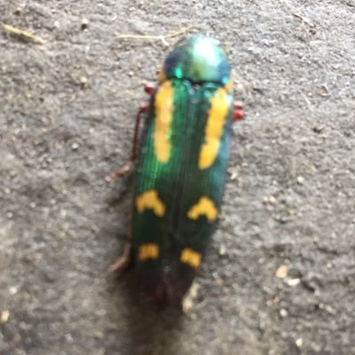 Profile Picture of Kyle Downey (@kyledowney32) on Twitter