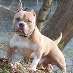 Profile Picture of Daniel Osorio (@osorio_bullies) on Instagram