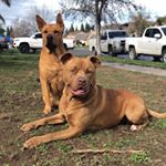 Profile Picture of rhea.and.ralph (@rhea.and.ralph) on Instagram