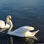 Profile Picture of Gary McHale (@mchale.gary) on Instagram