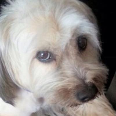 Jose Pastrana - Twitter Profile Picture of Jose Pastrana (@Josepastrana68) on Twitter