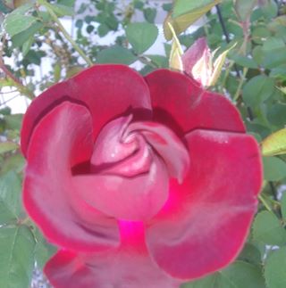 Profile Picture of Albert Harris (@bandaharris) on Facebook