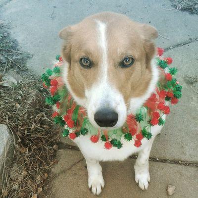 Barbara Chapman - Twitter Profile Picture of Barbara Chapman (@tuffylola) on Twitter