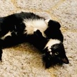 Profile Picture of ẆḭḶḶḭḀṁ ḞḭṆḉḧ (@asp_coconut) on Instagram