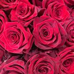 Profile Picture of Cassandra Melton (@cassandramelton) on Instagram