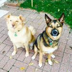 Profile Picture of Jake & Milo (@hunter_brothers2) on Instagram