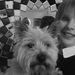 Profile Picture of Digby Dylan (@digbydylan) on Pinterest