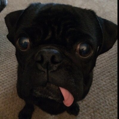 Joe Panici - Twitter Profile Picture of Joe Panici (@jppuglover) on Twitter