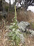 Profile Photo of Verbascum thapsuson Wikipedia