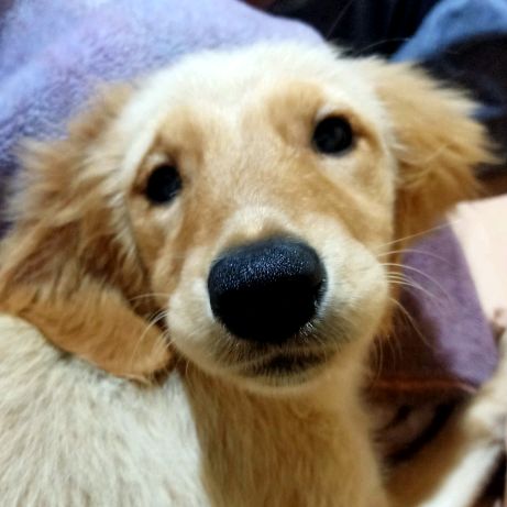 couch.RASHIDA - Tiktok Profile Picture of couch.RASHIDA (@rashida_the_dog) on Tiktok