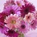 Profile Picture of Chantal Deknatel (@cdeknatel) on Pinterest