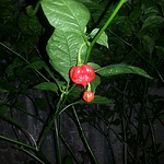 Profile Picture of Stefan Stefanov (@stefanstefanov5855) on Flickr