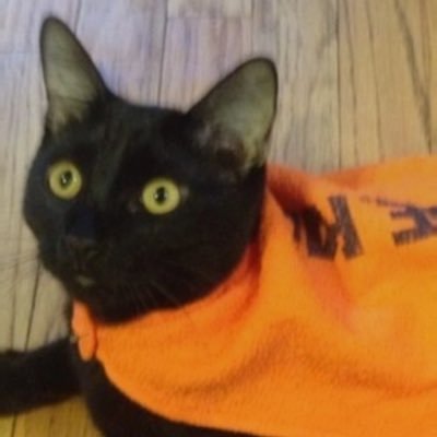 Profile Picture of Daniel FitzGibbons (@igknighted08) on Twitter
