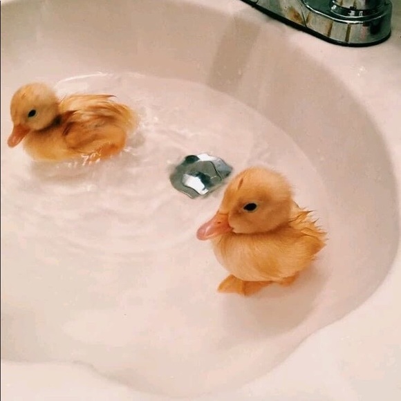 Profile Picture of Lauren Lyndelynde (@laurenlynde) on Poshmark