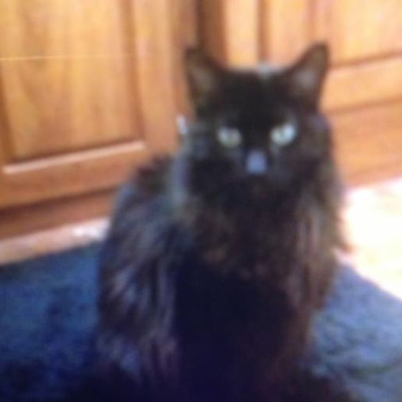 Profile Picture of Sandra Hensgens (@texsan1) on Poshmark