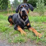 Profile Picture of Angus (@angus.the.dobie) on Instagram