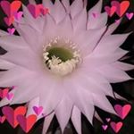 Alicia Javier - Instagram Profile Picture of Alicia Javier (@alicia.javier.7965) on Instagram