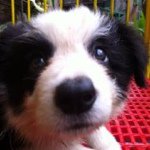 Profile Picture of RC Collado (@raymondreishaunraynetyn) on Instagram