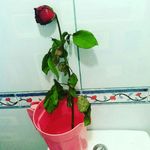 Profile Picture of Stephen Serrano Corciega (@nephets_corciega) on Instagram