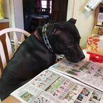 Profile Picture of Christopher Indelicato (@indelicatochristopher) on Instagram