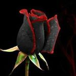 Profile Picture of Larry Rigby (@rigbylarry) on Instagram