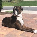 Profile Picture of Brandy Barker (@brandy_the_brindle_boxer) on Instagram