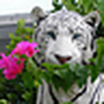 Profile Picture of Chris K Y Lo (@chris k y lo) on Flickr