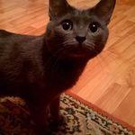 Profile Picture of theodorebestcat (@theodorebestcat) on Instagram