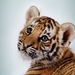 Profile Picture of Thomas R. Corbett (@thomasrcorbett) on Pinterest