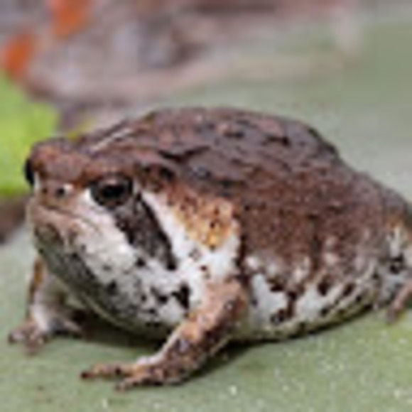 Profile Picture of Annabelle Stecyk (@frogsyayy) on Poshmark