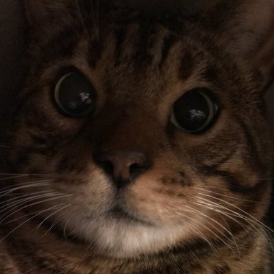 Profile Picture of TG Langhoff (@OMCraft) on Twitter